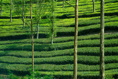 Scenic view of agricultural field