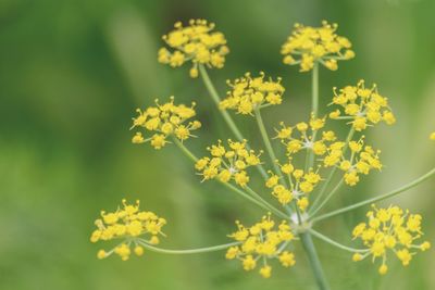 Close-up of yellow flowers blooming outdoors