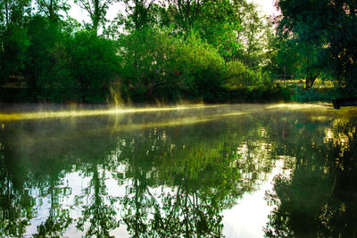 Scenic view of lake in forest