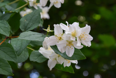 Close-up of white flowering plant