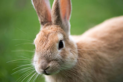 Close-up of rabbit