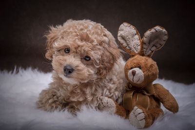 Close-up of teddy bear