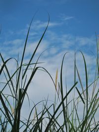 Close-up of crops growing on field against sky