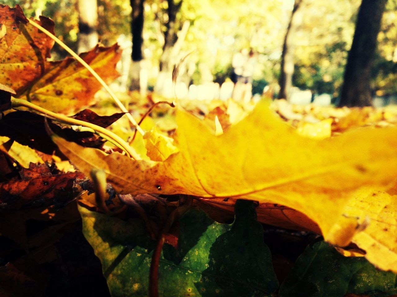 yellow, close-up, autumn, focus on foreground, leaf, change, season, nature, orange color, selective focus, growth, dry, beauty in nature, outdoors, fragility, leaves, day, plant, no people, fallen