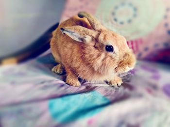 Close-up of rabbit on pet bed