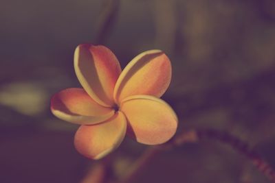 Close-up of frangipani against blurred background