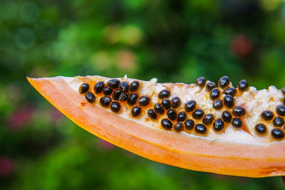 Close up papaya seeds