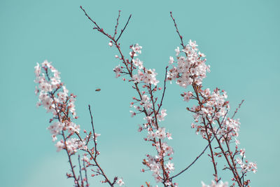 Low angle view of cherry blossom against clear blue sky