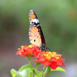 Close-up of butterfly pollinating on flower