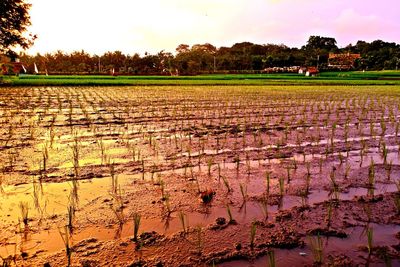 Scenic view of farm against sky