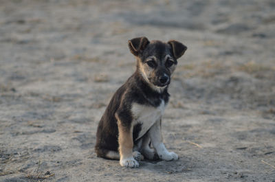 Portrait of dog sitting on land