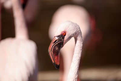 Close-up of swan on water