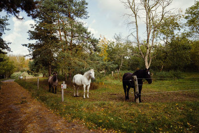 Horses standing in a field