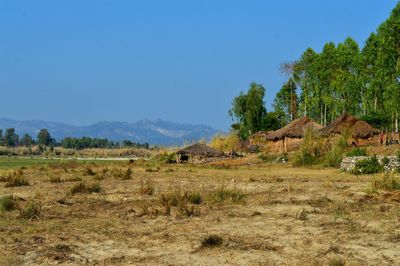 Scenic view of field against clear blue sky