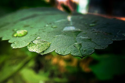 Close-up of green leaf on water