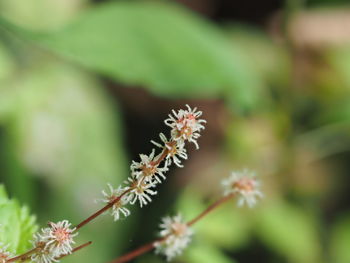 Close-up of flowering plant against blurred background