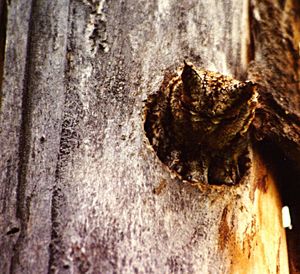 Full frame shot of tree trunk