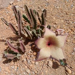 Close-up of cactus