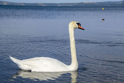 A swan in lake bracciano