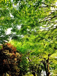 Low angle view of trees