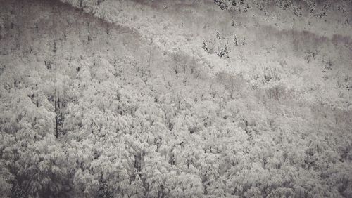 Full frame shot of tree on field