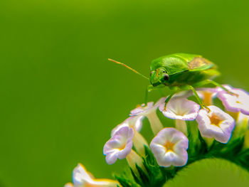 Close-up of insect on flower