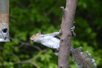 Close-up of bird perching on tree trunk