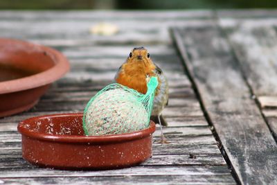 Close-up of bird on wooden table