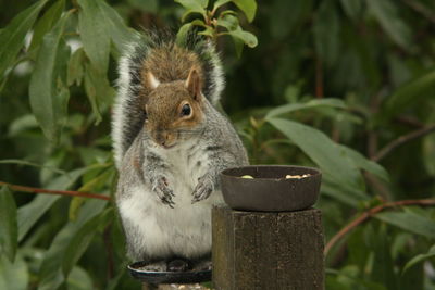 Close-up of squirrel eating plant