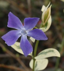 Close-up of flower blooming outdoors