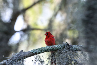 Low angle view of bird perching on branch