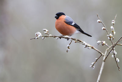 Close-up of bird perching on branch