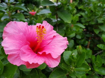 Close-up of pink flowering plant