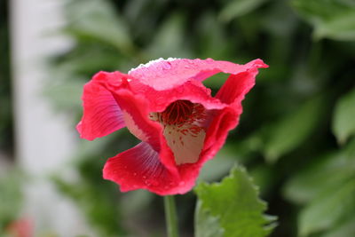 Close-up of red rose