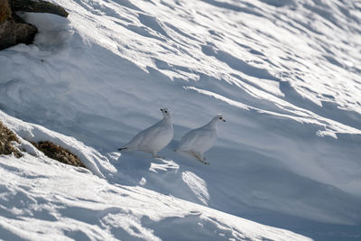 View of birds in snow
