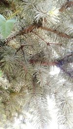 Full frame shot of pine tree