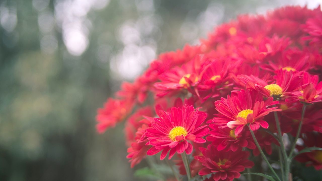 flower, petal, freshness, fragility, flower head, focus on foreground, growth, beauty in nature, blooming, close-up, red, nature, plant, pink color, in bloom, park - man made space, selective focus, pollen, day, blossom