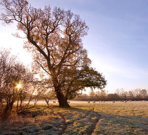 Trees on field against sky