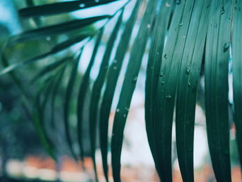 Close-up of water drops on leaf