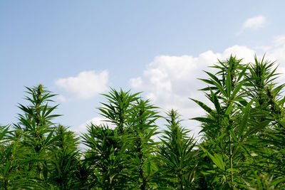 Low angle view of trees against sky