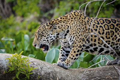 Close-up of leopard