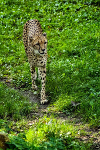 Cat walking in grass