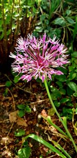 Close-up of purple flowering plant on field