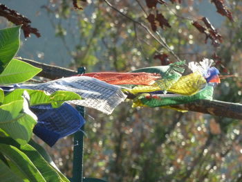Close-up of plant against blue sky