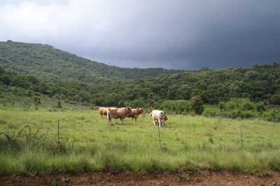 Horses in a field