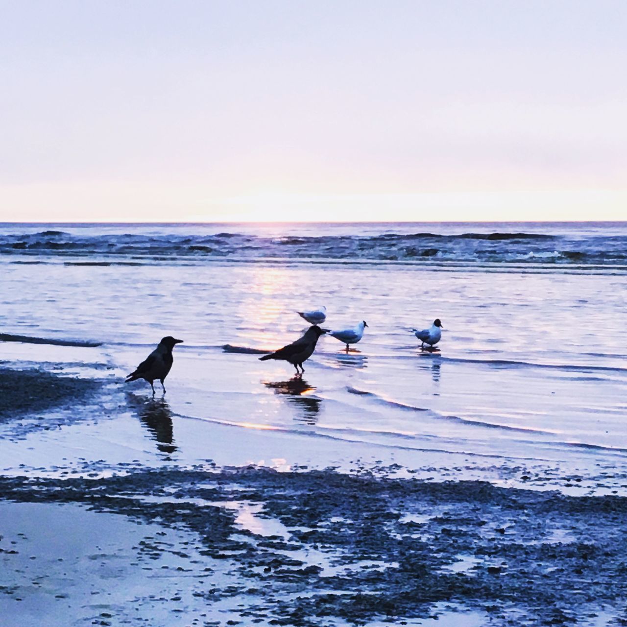 sea, water, beach, nature, bird, horizon over water, beauty in nature, animals in the wild, sunset, shore, scenics, animal themes, animal wildlife, sand, tranquility, outdoors, sky, wave, no people, day