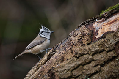 Close-up of bird perching on tree