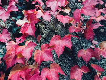 Full frame shot of leaves