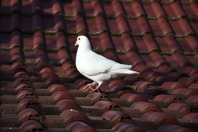 High angle view of seagull perching on roof