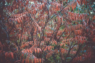 Full frame shot of trees in forest